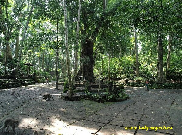 Лес обезьян в Убуде (Monkey Forest)