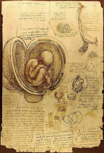Леонардо да Винчи. Рисунок эмбриона человека в утробе матери.