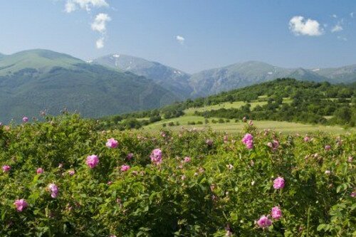Долина Роз, Болгария