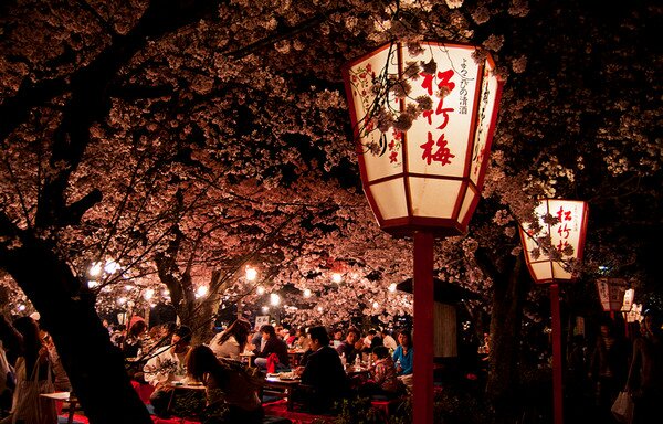 Ханами. Цветение Сакуры в Японии