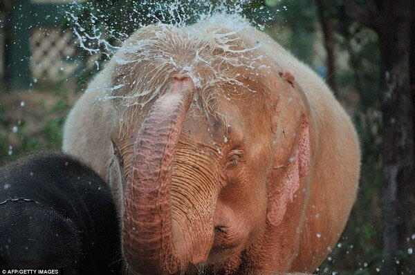 Розовые слоны в Бирме