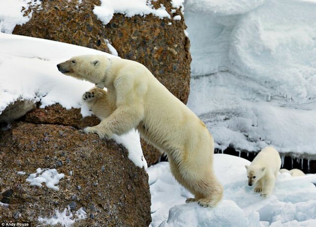 полярные медведи
