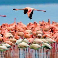 Природные чудеса Кении и розовый рай фламинго