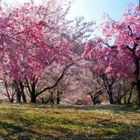 Ханами — праздник цветения сакуры
