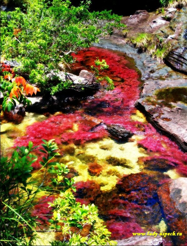 Каньо Кристалес - самая красивая река на нашей планете
