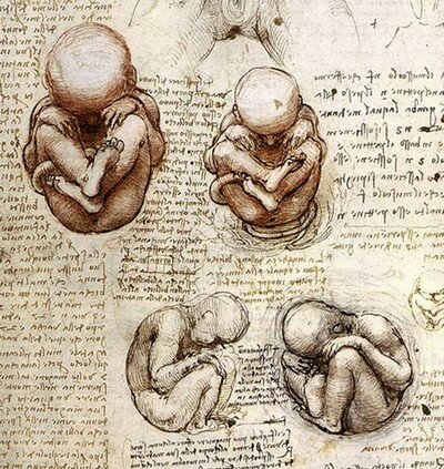 Леонардо да Винчи. Рисунки эмбриона человека.