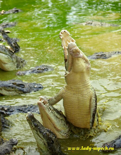 Отдых в Тайланде. Крокодиловая ферма