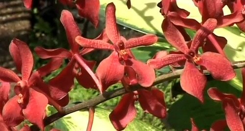 Сад Орхидей Сингапур