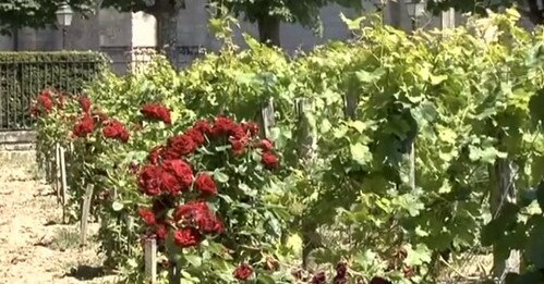 Винодельческий регион Бордо Франция