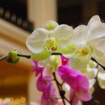 Фестиваль орхидей. Путешествие в страну красоты, экзотики и цветов