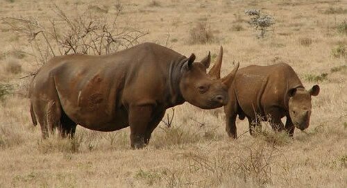 черные носороги Кения