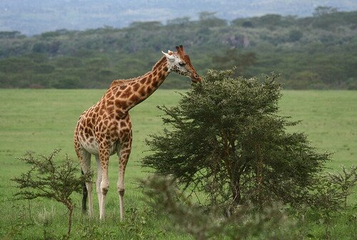 Национальный парк Озеро Накуру Кения