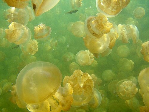 Озеро медуз (Ongeim’l Tketau) в Палау