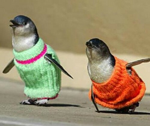 Пингвины в свитерах, Австралия