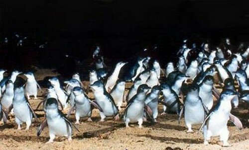 Парад пингвинов на острове Филиппа, Австралия