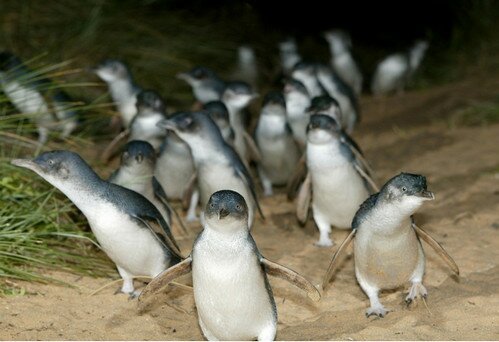 Парад пингвинов на острове Филлипа, Австралия