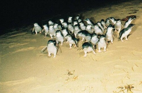 Парад пингвинов на острове Филлипа, Австралия