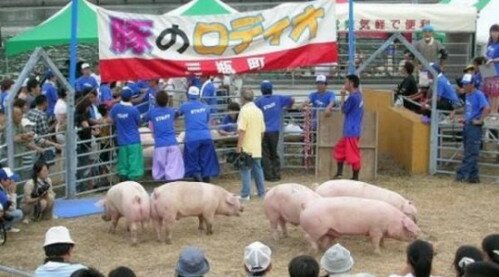 Свиное родео в Японии