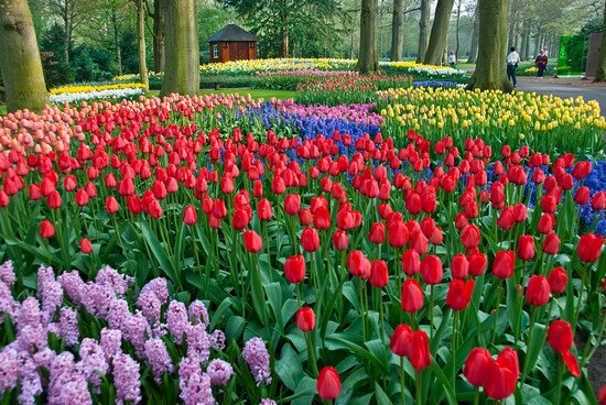 Парк Цветов Кейкенхоф, Голландия
