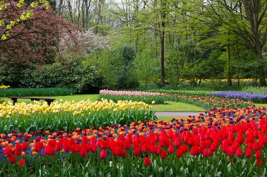 Парк Цветов Кейкенхоф, Голландия