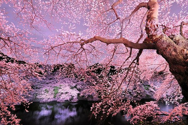 Ханами. Цветение Сакуры в Японииё