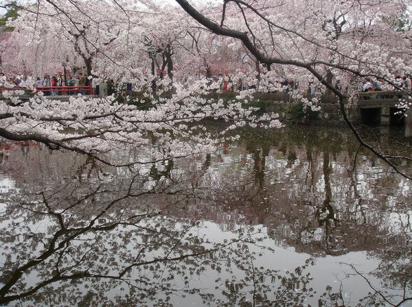 Ханами. Цветение Сакуры в Японии