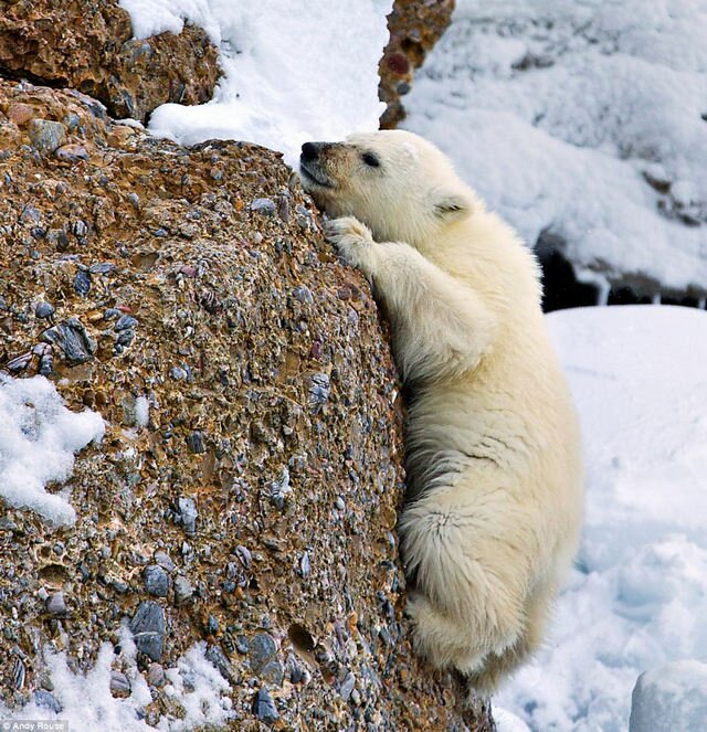 полярные медведи